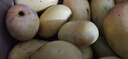 小臺(tái)農(nóng)芒果 熱帶當(dāng)季新鮮水果整箱 小臺(tái)農(nóng)芒果3斤單果80g+ 曬單實(shí)拍圖