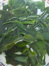 火鍋燉菜食材今年當(dāng)季新鮮海帶扣 500克×3袋 曬單實拍圖
