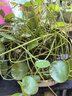 開花銅錢草水培植物辦公室桌面盆栽金錢草 銅錢草：混色【三個周期開花】 60-80根芽（按根芽計算-看清楚詳情圖下單哦） 曬單實拍圖