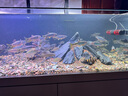 德克（D&A）極窄溪流缸客廳魚缸一體缸自循環(huán)懶人養(yǎng)魚免換水生態(tài)缸底濾水族箱 星空銀（標(biāo)配款） 150x50x125cm 曬單實(shí)拍圖