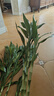 沭之美水培綠植富貴竹水養(yǎng)植物 富貴竹10支約70-80cm高-不含瓶 源頭直發(fā) 曬單實拍圖
