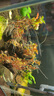 云峰海瑞 水草活體魚缸造景套餐用品水族箱裝飾魚缸種子沉木活水草 紅玫瑰6頭沉木 曬單實(shí)拍圖