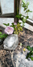 齊哲薔薇花苗無(wú)刺藤本月季特大花爬藤植物四季開(kāi)花卉盆栽玫瑰濃香庭院 新品紫色【發(fā)7顆+肥】 裸根不帶土 曬單實(shí)拍圖