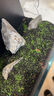 瘋狂水草魚缸水草泥和種子造景套餐10L草缸全套造景水草泥底沙水草缸底砂 曬單實拍圖