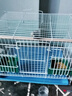 貝初眾鳥籠鸚鵡籠鴿子籠雞籠家用小型鳥站桿鳥籠中大型號鳥窩籠子別墅 白色中號40*30*30(送食盒站桿) 大寵物別墅精致生活 折疊免安裝方便收納 多功能設計滿足你的需求 曬單實拍圖