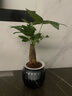 雙盟四盆組合植物室內綠植盆栽發(fā)財樹(shù)九里香椰子金鉆好養活源頭直發(fā)  曬單實(shí)拍圖