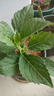 繡球花苗無盡夏四季開花繡球花盆栽庭院好養(yǎng)的花卉植物室內(nèi)花 【60%顧客購買】3棵不同品種(原盆土) 曬單實拍圖