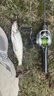達(dá)億瓦（DAIWA） 21/25新款A(yù)LPHAS SV/BF TW 阿爾法路亞海釣魚(yú)線(xiàn)水滴輪微物輪 SV 800S-HL(淺線(xiàn)杯 左手7.1速) 曬單實(shí)拍圖