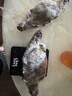 舟山梭子蟹鮮活特大野生大螃蟹新鮮冷凍海鮮水產(chǎn)海蟹飛蟹白蟹順豐 9兩以上/只【5斤凈重 超大肥美】 曬單實拍圖