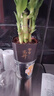 富貴竹盆栽植物室內(nèi)凈化空氣綠植荷花竹辦公室桌面四季好養(yǎng)小盆栽 荷花竹+節(jié)節(jié)高升盆+圓底座【1盆】 盆口直徑約8cm 曬單實(shí)拍圖