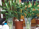 植男植女綠富貴竹水培竹子植物綠植室內(nèi)好養(yǎng)盆栽不帶根發(fā)財6/70cm源頭直發(fā) 曬單實(shí)拍圖
