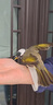 AITAR白頭翁鳥(niǎo)糧白頭婆紅耳鵯幼崽雛鳥(niǎo)飼料淡臀中國(guó)鵯紅嘴山鴉喜鵲鳥(niǎo)食 500g 1袋 曬單實(shí)拍圖