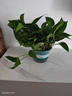 綠蘿盆栽室內(nèi)植物花卉凈化空氣綠植水培垂吊大葉綠蘿新房客廳家用 【整高30cm盆口16】綠加侖吸水4盆送肥料 曬單實拍圖