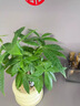發(fā)財樹(shù)盆栽花卉綠植物室內客廳清新空氣好養活招財中式金錢(qián)樹(shù)盆景 A級三桿發(fā)財樹(shù)（原土盆）送肥料 曬單實(shí)拍圖