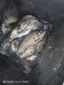 奧克斯夜釣燈激光大炮黑坑野釣專用釣魚燈鐳射炮戶外防水藍(lán)光燈誘魚燈 鐳射炮Max/液晶電顯/四光源 曬單實(shí)拍圖