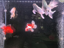 吉印刀鋒Xpro增艷魚缸燈led燈防水三基色紅龍鸚鵡魚錦鯉發(fā)色燈36cm 曬單實(shí)拍圖