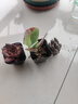 多肉植物小盆栽批發(fā)套裝多肉組合桃蛋玉露綠植花卉桌面陽(yáng)臺辦公桌 小盆唐印【5-6厘米】塑料盆發(fā) 曬單實(shí)拍圖