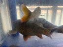 備能（BEINENG）白點(diǎn)凈小瓜蟲病魚藥小型魚錦鯉鸚鵡金魚水霉白毛白嘴爛尾爛肉擦缸 曬單實(shí)拍圖