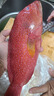 東海東星燕尾斑700-900g/條 新鮮活凍石斑魚(yú)深海燕尾斑海鮮水產(chǎn) 700-900g/條 曬單實(shí)拍圖