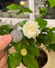 臨雅茉莉花盆栽老樁室內(nèi)花卉陽臺花苗虎頭綠植物好養(yǎng)160#原盆源頭直發(fā) 曬單實(shí)拍圖