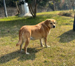 耐克NIKE跑步鞋男子泡棉減震INVINCIBLE 3運(yùn)動鞋DR2615-005黑42 曬單實(shí)拍圖