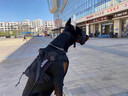 WCZ德國(guó)防爆沖訓(xùn)犬嘴套狗狗嘴套防咬防叫中大型犬杜賓羅威納德牧馬犬 曜石黑【嘴圍、脖圍大小可調(diào)節(jié)】 S【嘴圍15-35CM，建議8-45斤左右 曬單實(shí)拍圖