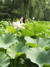 圓白菜約1kg 曬單實拍圖