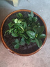 梔子花盆栽四季開花帶花苞室內(nèi)綠蘿水培花卉綠植物茉莉花九里香 中配款：15-20cm【帶花苞5株】開花飄香99平 濃香型梔子花【帶花苞】10天開花 曬單實(shí)拍圖