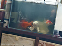 瘋狂石頭清澈劑1000ML魚缸凈水劑水立清澄清劑凈化水質(zhì)專用養(yǎng)魚必備清水劑 曬單實(shí)拍圖