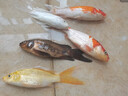 錦鯉魚活體觀賞魚活魚小型易養(yǎng)冷水淡水魚小魚苗錦鯉金魚好看錦鯉 13-15cm 六彩錦鯉套餐6條 曬單實(shí)拍圖