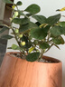 小盼菩提菩提樹(shù)盆栽帶果植物室內(nèi)禪意盆景辦公室桌面客廳招財(cái)綠植 大顆形菩提【10-15果】育苗盆 不含托盤(pán) 曬單實(shí)拍圖