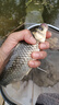 野營(yíng)者29升帶輪防刮釣箱全套新款多功能釣魚(yú)箱魚(yú)桶垂釣保溫臺(tái)釣箱 29L 無(wú)輪單炮臺(tái)【雙軌道標(biāo)準(zhǔn)款+方盒+支架】 曬單實(shí)拍圖