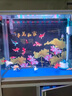 擎晨德國品質(zhì)魚(yú)缸水質(zhì)凈化劑免換水魚(yú)樂(lè )寶凈水片渾水變清發(fā)黃清澈神器 【一片見(jiàn)效/清澈見(jiàn)底】1瓶30天試用裝 曬單實(shí)拍圖