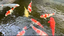 觀賞魚錦鯉純種冷水好養(yǎng)易養(yǎng)大正紅白錦鯉風水魚包活高端血統(tǒng)錦鯉 紅白錦鯉 10cm-20cm 曬單實拍圖