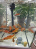 AIPHAROW黃金龍鳳錦鯉魚(yú)懶人魚(yú)好養耐活冷水小黃金活體觀(guān)賞魚(yú)活體黑色錦鯉 4-6CM草金魚(yú)10條 曬單實(shí)拍圖