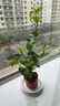 三角梅盆栽帶花苞綠葉櫻花四季開花卉多色爬藤植物陽臺庭院 同安紅大苗45-50cm左右（原盆原土） 曬單實(shí)拍圖