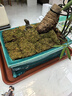 柯必達(dá)青苔蘚鮮活苔蘚微景觀植物盆景盆栽水陸缸假山草造景材料白 大灰蘚(15*8)cm 10盒 曬單實拍圖
