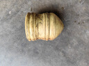 蒙拓嘉實(shí)木陀螺冰猴兒童成人健身專(zhuān)用木質(zhì)抽打老式冰嘎帶鞭繩子陀螺 曬單實(shí)拍圖