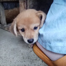 旺園興現(xiàn)貨江蘇本地田園犬幼犬狗崽狗狗活體黃色土狗 田園級 大骨架大黃狗 公 x 幼年犬(45日齡-12月齡) 曬單實拍圖