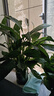 白掌一帆風(fēng)順盆栽植物室內(nèi)花卉綠植水養(yǎng)四季開(kāi)花新手好養(yǎng)活 白掌1盆（繁星盆） 曬單實(shí)拍圖