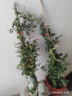 1.6米爬藤月季大苗蒂娜四季開花薔薇基地直發(fā)【買就送扦插小苗】 紅木香1.6米開花爆滿 送種植說明書 曬單實(shí)拍圖