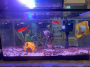 YEE魚(yú)缸過(guò)濾器凈水循環(huán)三合一水泵上置滴流盒低水位過(guò)濾盒過(guò)濾箱 【濾材款/贈白棉】三層 25W 1800L 曬單實(shí)拍圖