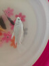 錦鯉魚活體觀賞魚活魚小型易養(yǎng)冷水淡水魚小魚苗錦鯉金魚好看錦鯉 8-10cm 六色錦鯉套餐6條 曬單實拍圖