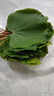 新鮮重慶四川土特產(chǎn)野生桐子樹(shù)葉現摘桐子果麥粑玉米粑葉 20張中葉15-20cm 曬單實(shí)拍圖