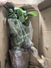 種花迷八方來財(cái)鴨腳木四季常青辦公室內(nèi)陽臺(tái)綠植盆栽花卉發(fā)財(cái)樹苗招財(cái)樹 八方來財(cái)一盆四顆【簡易盆】+肥 含盆 曬單實(shí)拍圖