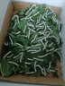 沃繡 蠶寶寶當天發(fā)貨 蠶寶寶活體蠶卵小蠶彩色蠶桑葉新鮮桑葉養蠶套裝 2齡蠶寶寶100條+透氣盒+桑葉 曬單實(shí)拍圖