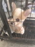 果粒之星純種柯基犬柯基幼犬活體寵物狗寵物狗狗幼仔活體犬柯基犬 血統(tǒng)級 曬單實(shí)拍圖