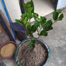 櫻桃樹(shù)苗巴西甜櫻桃黑果扁圓原杯帶土帶葉發(fā)貨可盆栽地栽南方果苗 芭西櫻桃 二年苗 曬單實(shí)拍圖