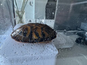 闊庭（KUOTING）過濾款烏龜缸生態(tài)缸寵物飼養(yǎng)箱透明水陸爬寵兩用白色【特大號(hào)】 曬單實(shí)拍圖