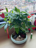 自然空間發(fā)財樹盆栽植物室內(nèi)盆景 玉嵐10寸大五編雙拼招財樹+兔 源頭直發(fā) 曬單實拍圖
